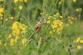 Reed Parrotbill Royalty Free Stock Photo