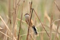 Reed Parrotbill Royalty Free Stock Photo