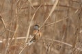 Reed Parrotbill Royalty Free Stock Photo
