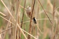 Reed Parrotbill Royalty Free Stock Photo