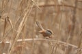 Reed Parrotbill Royalty Free Stock Photo