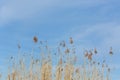 Reed plant against bright blue sky with copy space Royalty Free Stock Photo