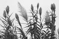 Reed plant Royalty Free Stock Photo