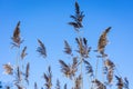 Reed plant on blue sky background. Royalty Free Stock Photo