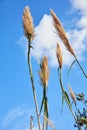 Reed plant and blue sky Royalty Free Stock Photo