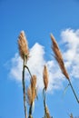 Reed plant and blue sky Royalty Free Stock Photo