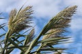 Reed plant Royalty Free Stock Photo