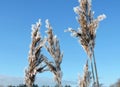 Reed plant in frost