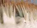 Reed plant in ice Royalty Free Stock Photo