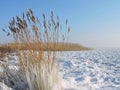 Reed plant in ice on lake coast Royalty Free Stock Photo