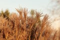 Reed plant. Natural Pampas grass autumn background Royalty Free Stock Photo