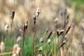 Reed plant near lake Royalty Free Stock Photo