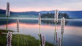 Reed plant near lake, sunrise