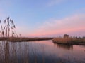 Reed plant near lake, sunrise Royalty Free Stock Photo