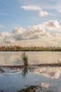 Reed plant reflected in the mirror-smooth water surface