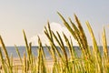 Reed Plant Sprigs and Sea Background