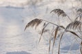 Reed plants covered with hoarfrost Royalty Free Stock Photo