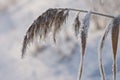 Reed plants covered with hoarfrost Royalty Free Stock Photo