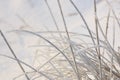 Reed plants covered with hoarfrost Royalty Free Stock Photo