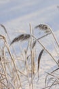 Reed plants covered with hoarfrost Royalty Free Stock Photo