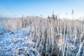 Reed plants covered with rime Royalty Free Stock Photo