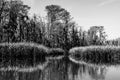 Reed plants and cypress trees in the swamp wetlands near New Orleans in the Louisiana Bayou in black and white Royalty Free Stock Photo