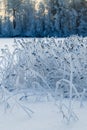 Reed plants in the frost on winter lake in forest Royalty Free Stock Photo