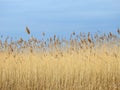 Reed plants near lake in spring, Lithuania Royalty Free Stock Photo