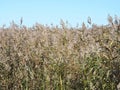 Reed plants near river in summer, Lithuania Royalty Free Stock Photo