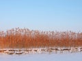 Reed plants near river in winter, Lithuania