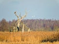 Eagle bird resting on old tree, Lithuania Royalty Free Stock Photo