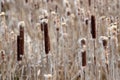 Reed plants Typhaceae