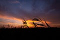 Silhouette of reed plumes against the evening sky