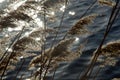 Reed plumes on a river bank in winter Royalty Free Stock Photo