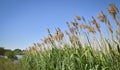 Reed plumes standing out against blue sky