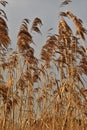 Reed plumes in the wind in wintertime