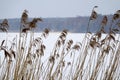 Reed point in front of a frozen lake with snow