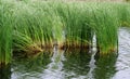 Reed on the pond Royalty Free Stock Photo