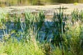 Reed in pond overgrown with slime and duckweed Royalty Free Stock Photo