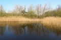 Reed in the pond at The Zwin nature park, Knokke, Belgium