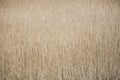 Reed reeds grass like wetland plants texture textured pattern patterned background