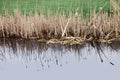 Reed reflection river water grass sedge dry shore green Europe mood fine art street canal blue