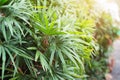 Reed rhapis or Slender lady palm tree in tropical garden in thailand