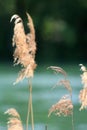 Reed at a River Shore Royalty Free Stock Photo