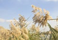 Reed, river vegetation