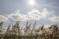 Reed, river vegetation