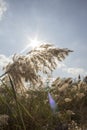 Reed, river vegetation