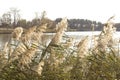 Reed, river vegetation