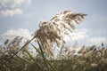 Reed, river vegetation