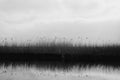 Reed Rottemeren black and white Royalty Free Stock Photo